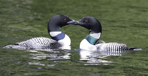 maine loon count turns  maine audubon