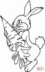 Rabbit Carrot Coloring Pages Bunny Holds Printable Color Online Popular Coloringhome sketch template