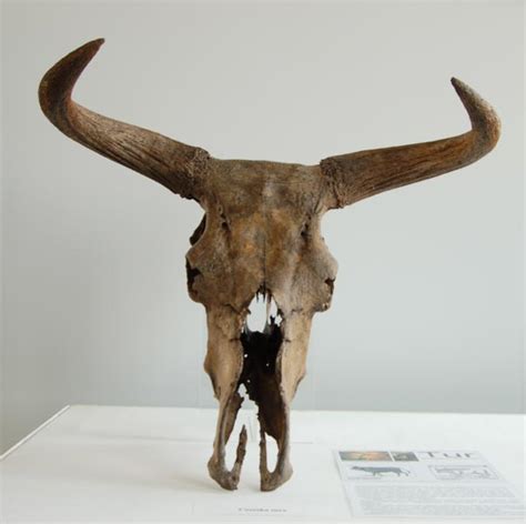 breeding  blog  horns   aurochs