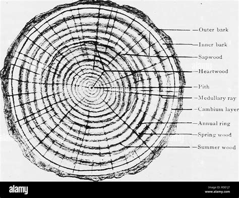 tree parts diagram black  white stock  images alamy