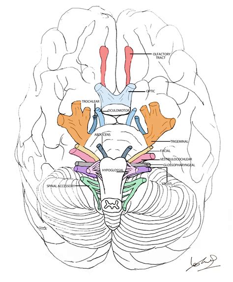 cranial nerves summary geeky medics