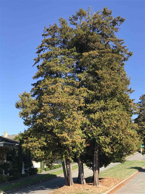 identification  variety  cedar    puget sound region