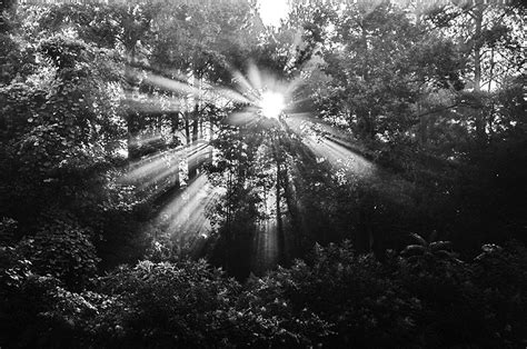 nature  black  white photography   wray
