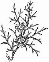 Cypress Tree Leaves Cones Etc Clipart Getdrawings Drawing Medium Large sketch template