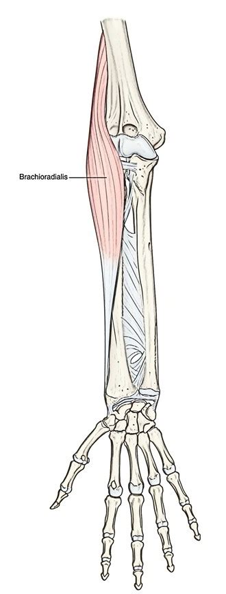 brachioradialis insertion attachments activities  nerve supply blogtitle earths lab