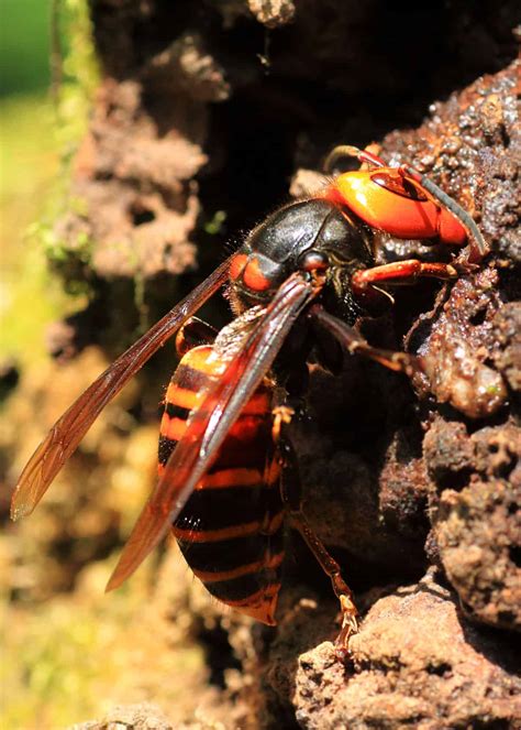 japanese giant hornet wound