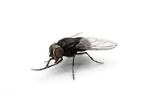 hamptons pest control tick mosquito spray  removal hamptons waypestcontrol