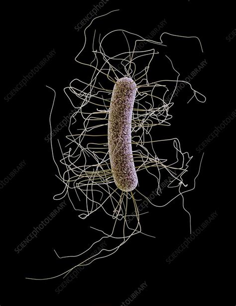 clostridioides difficile bacterium stock image  science photo library