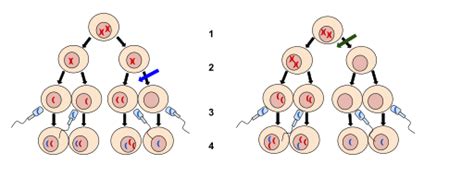 Difference Between Nondisjunction In Meiosis 1 And 2 Nondisjunction