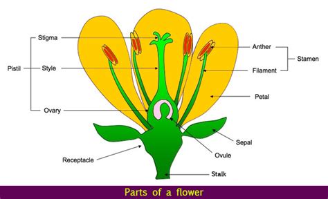 parts of a flower flower parts science lessons flower structure