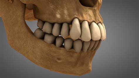 anatomical human skull teeth  model turbosquid