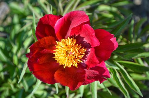 southern peony   spring peony bloom peony early sout