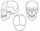Cranio Colorir Anatomia Skull Atividades sketch template