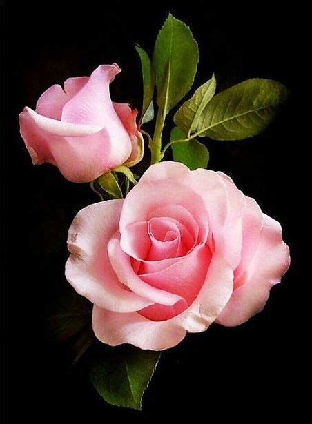Rosa Rosada Y Botón Rosas Rosas Bonitas Flores Bonitas