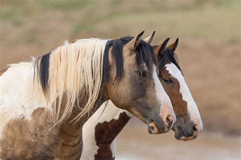 wild horse  horse fine art prints  carol  walker horse stock