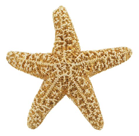 starfish clip art starfish png png