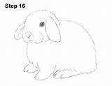 Lop Bunny Holland Draw Rabbit Drawing Step Optional Cleaner Initial Erase Lines Much Don Guide Look How2drawanimals sketch template