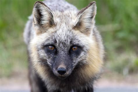 meet  wary  watchful red fox oakland county blog