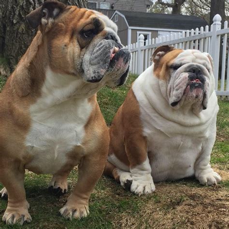 chubbiest english bulldog ive   rbulldogs