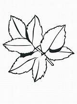 Jungle Leaf Getdrawings Drawing Coloring Pages Leaves sketch template