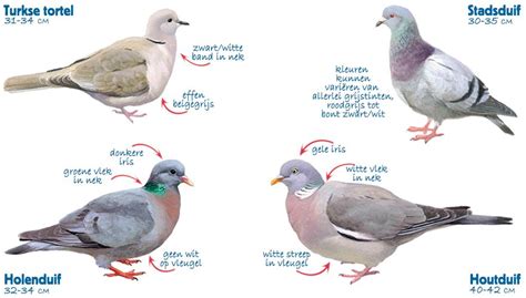 de  soorten duiven van nederland vogelbescherming