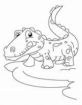 Alligator Coloring Pages Books Last sketch template