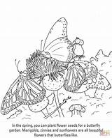 Coloring Pages Butterflies Supercoloring Printable Drawing sketch template