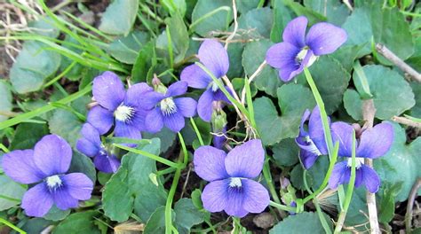 common blue violet viola sororia photographed april
