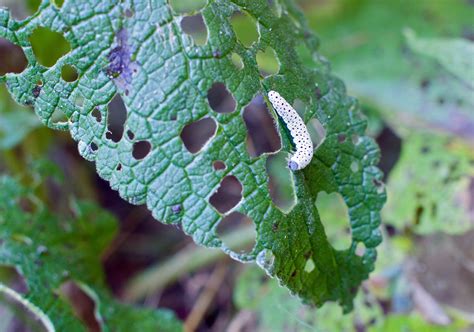 im garten und  wegesrand eine raupe macht noch keinen schmetterling