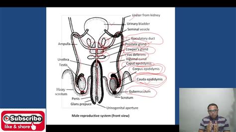 class 12 human reproduction male reproductive system cbse hbse
