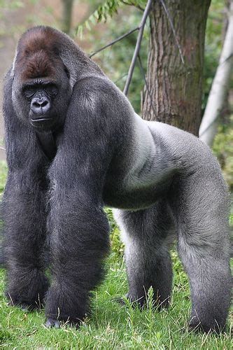 silverback nature animals animals  pets baby animals funny
