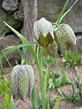 Image result for "fritillaria Formica". Size: 82 x 109. Source: www.pinterest.com