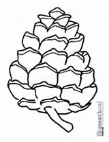 Pine Cone Coloring Designlooter Large 58kb 201px sketch template