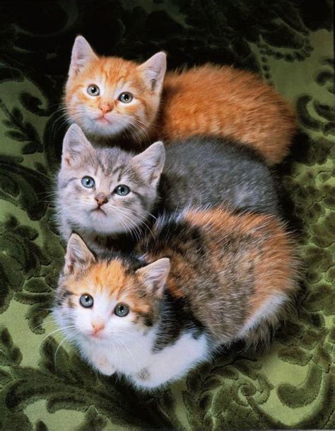 pin  velzevoula angie  animal kingdom cute cats cats pretty cats