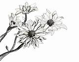 Pen Flower Drawings Drawing Easy Ink Flowers Pencil Line Iris Sketches Fun Simple Draw Botanical Paintingvalley Getdrawings Realistic Clipartmag Collection sketch template