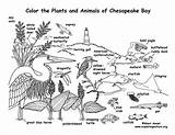 Coloring Chesapeake Bay Animals Labeled Estuary Pages Sheet Colouring Color Habitats Pdf Kids Choose Board sketch template