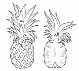 Pineapple Coloring Drawing Pages Outline Section Cross Printable Simple Easy Print Cute Pineapples Supercoloring Getdrawings Paintingvalley sketch template