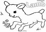 Flock Coloring Designlooter Sheep Lamb Grazing Situation Animal Social Very Baby They sketch template