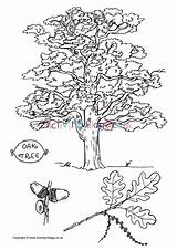 Tree Oak Colouring Pages Coloring Drawing Trees Activity Village Line Acorn Explore Activityvillage Beech Discover sketch template