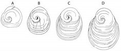 Afbeeldingsresultaten voor Atlanta echinogyra Anatomie. Grootte: 236 x 100. Bron: tolweb.org