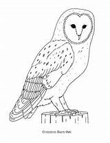 Snowy Realistic Owls sketch template