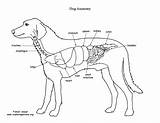 Anatomy Dog Organs Abdominal Thoracic Animal sketch template