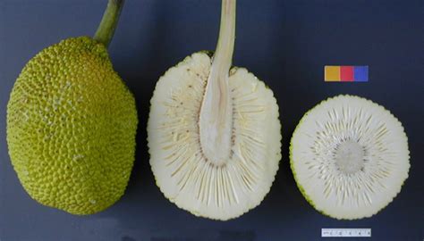 breadfruit artocarpus altilis feedipedia