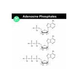 Atp Chemical Structures Adp Amp Vector Royalty sketch template