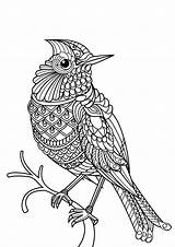 Vogel Erwachsene Ausmalbilder Vögel Malbuch Bild sketch template