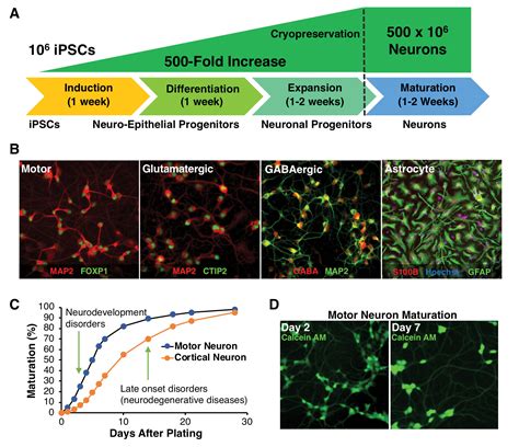 cns drug discovery  ipsc derived neurons