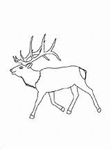 Elk Coloring Pages Template Simple Printable Realistic Choose Board sketch template