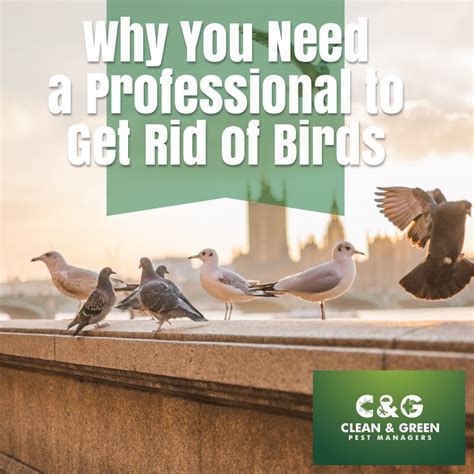 heres     professional   rid  birds clean green