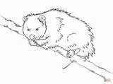 Opossum Coloring Pages Virginia Tree Template Possum Printable Sits Baby Animal sketch template