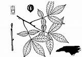 Hickory Pignut Glabra Carya Tree Swe Mill Et Trees sketch template